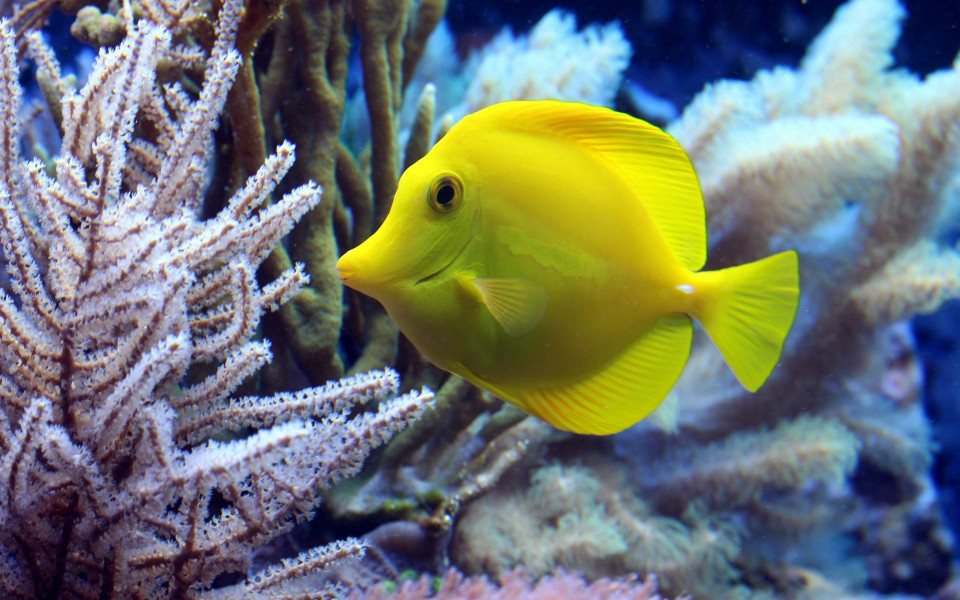 Gelber Fisch im Meer in Ägypten 