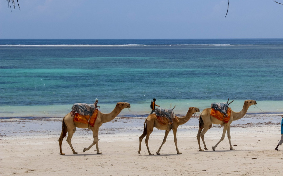 Kamele wandern am Strand entlang in El Gouna im Ägypten Urlaub