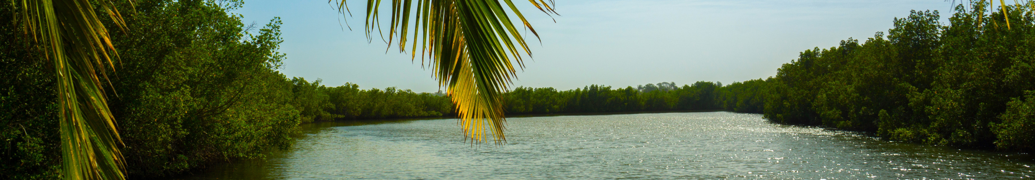 Ein Kanu auf dem Gambia-Fluss in Afrika, umgeben von dichtem Mangrovenwald und eingerahmt von Palmblättern.