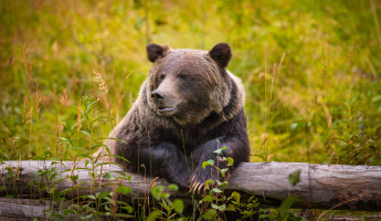 Grizzly Bär im Banff Nationalpark Kanada