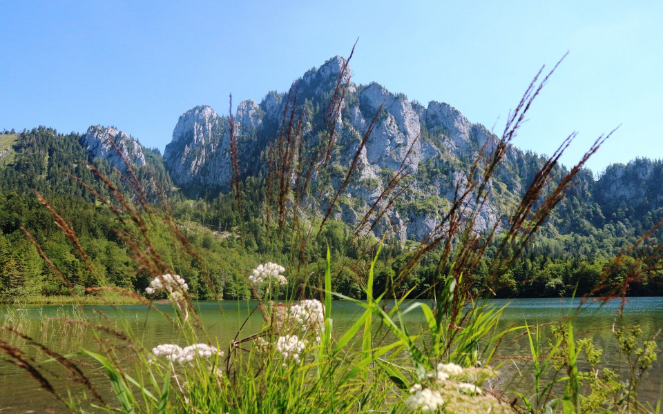 Wiese mit Berge und See in Österreich