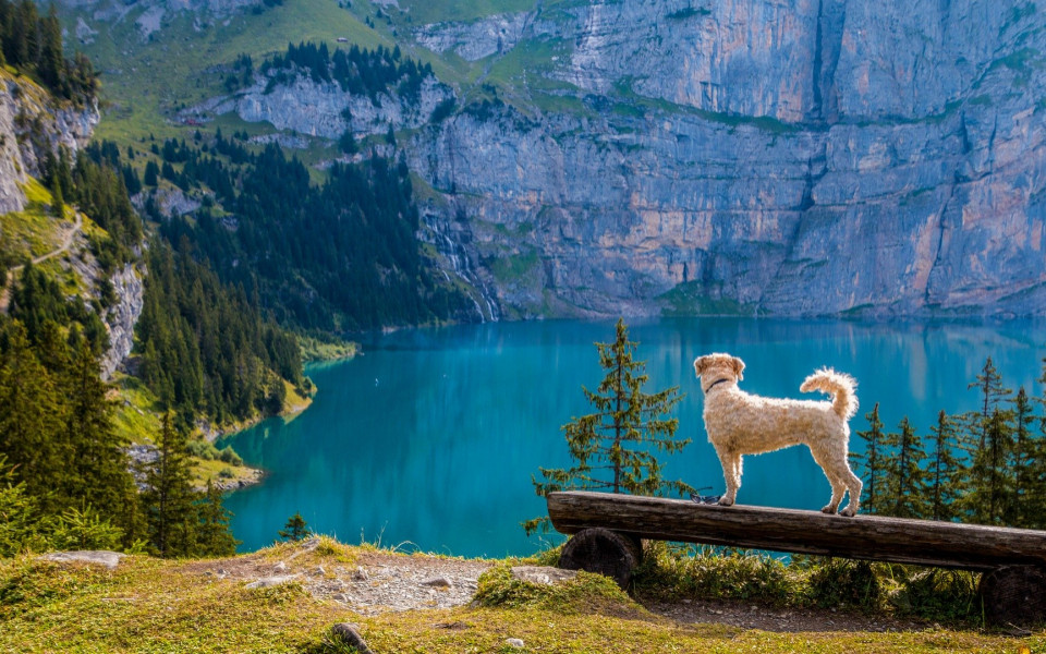 Hund auf Bank mit See und Berge