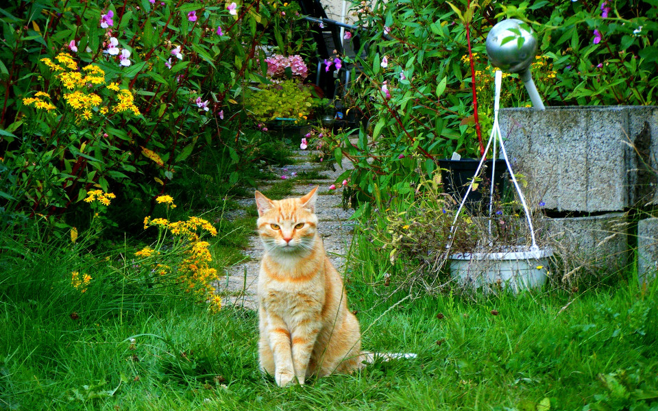 Katze im Garten mit Blumen
