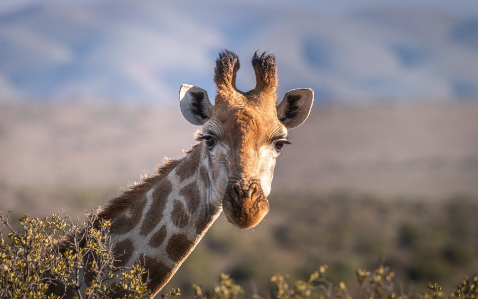 Giraffe in Afrika