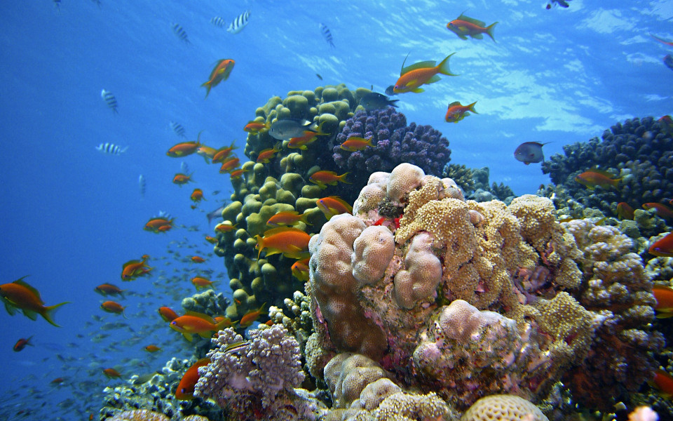 Unterwasserwelt in Hurghada