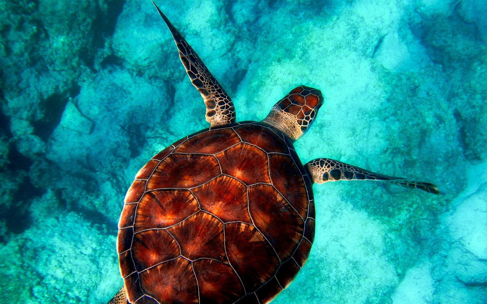 Schildkröte schwimmt im Meer