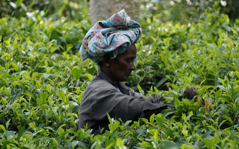 Frau erntet Ceylon-Tee in Sri Lanka