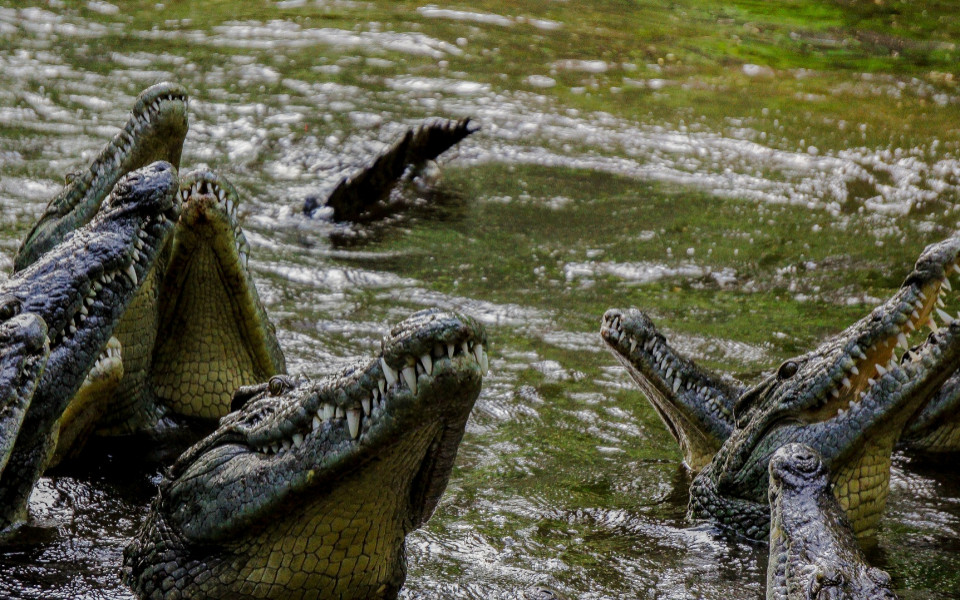 Krokodile in Afrika