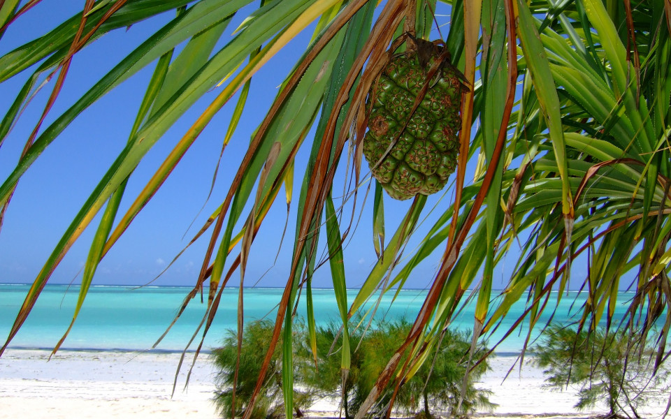 Palmen in Afrika am Strand