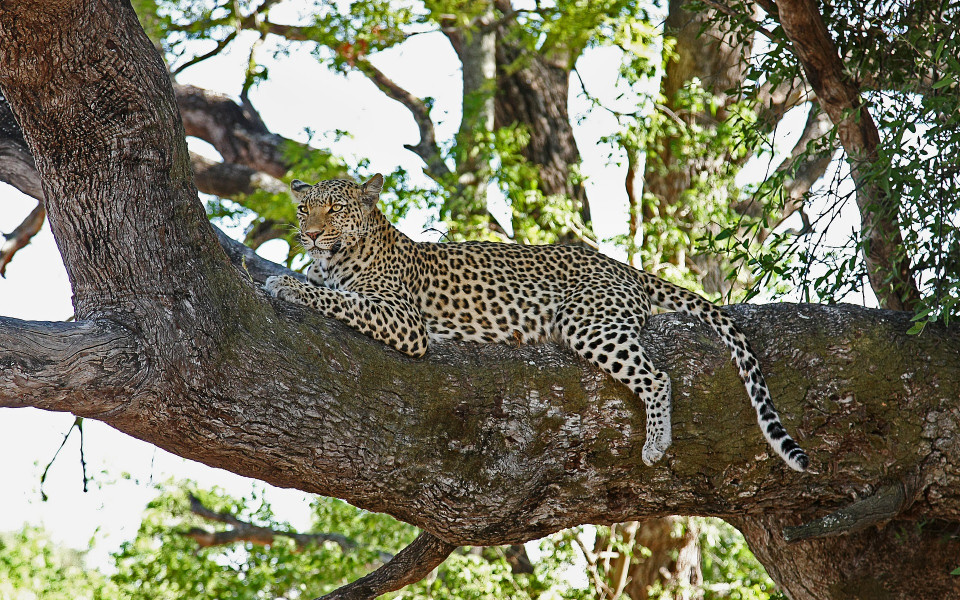 Leopard liegt auf Baum in Nationalpark in Kenia