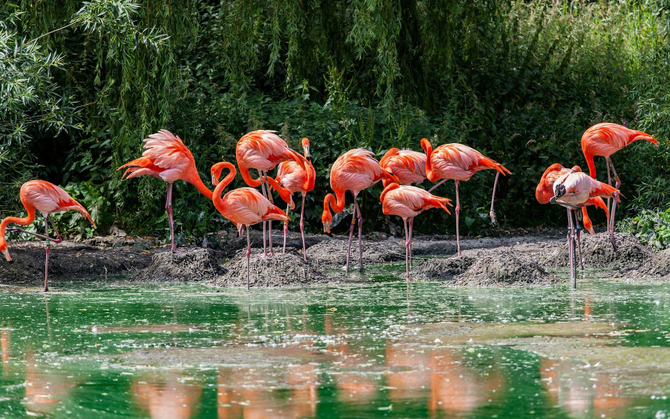 Flamingo am Wasser in Tansania