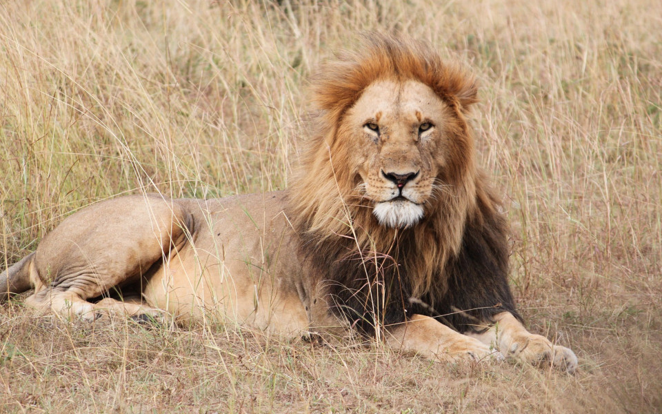 Löwe im Nationalpark in Tansania