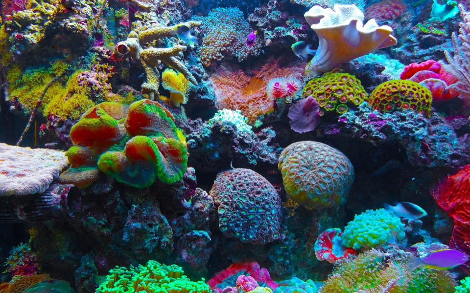 Unterwasserwelt indischer Ozean