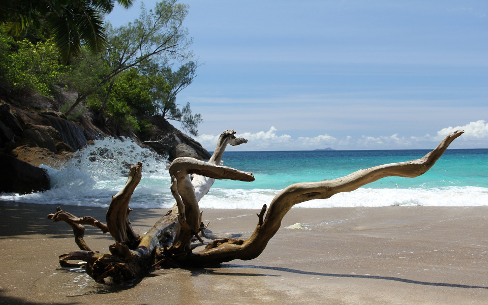Strand von Seychellen mit Baumwurzel