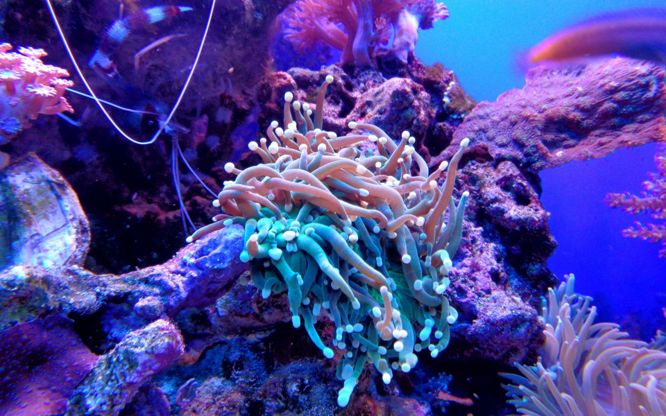 Unterwasserwelt Seychellen