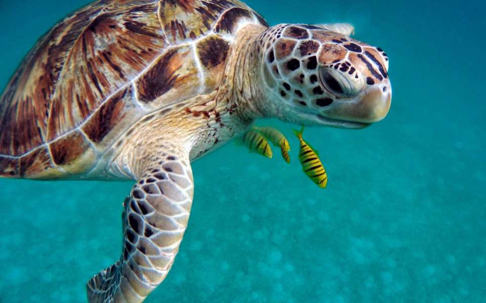 Schildkröten schwimmen im Meer