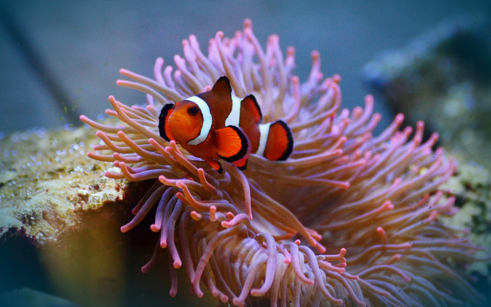 Clownfisch und Koralle im Meer
