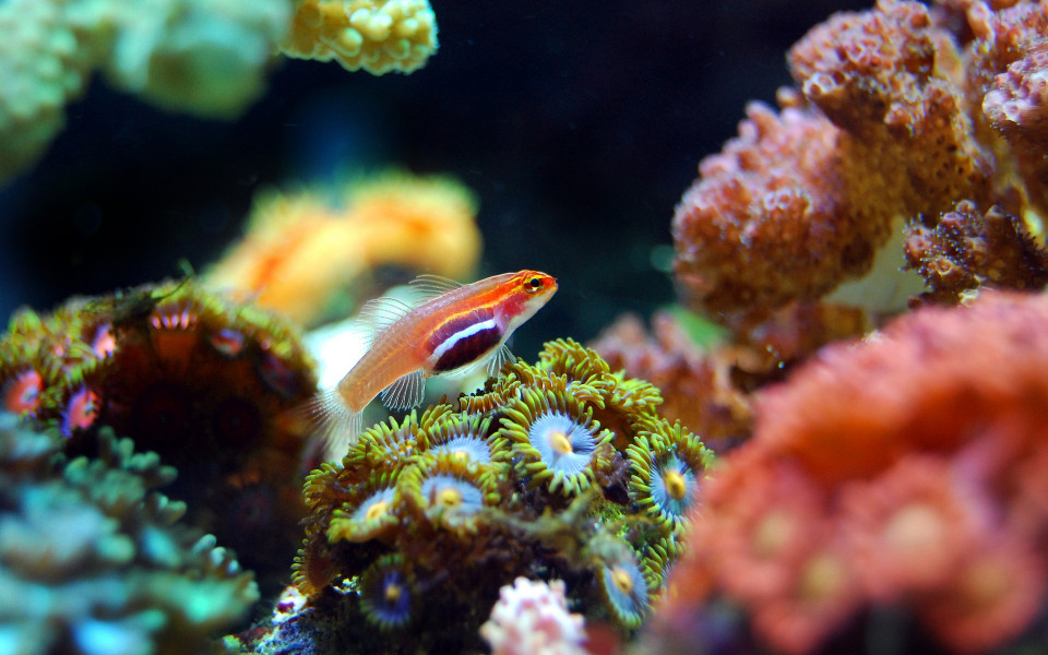 Fische und Korallenriff im Meer