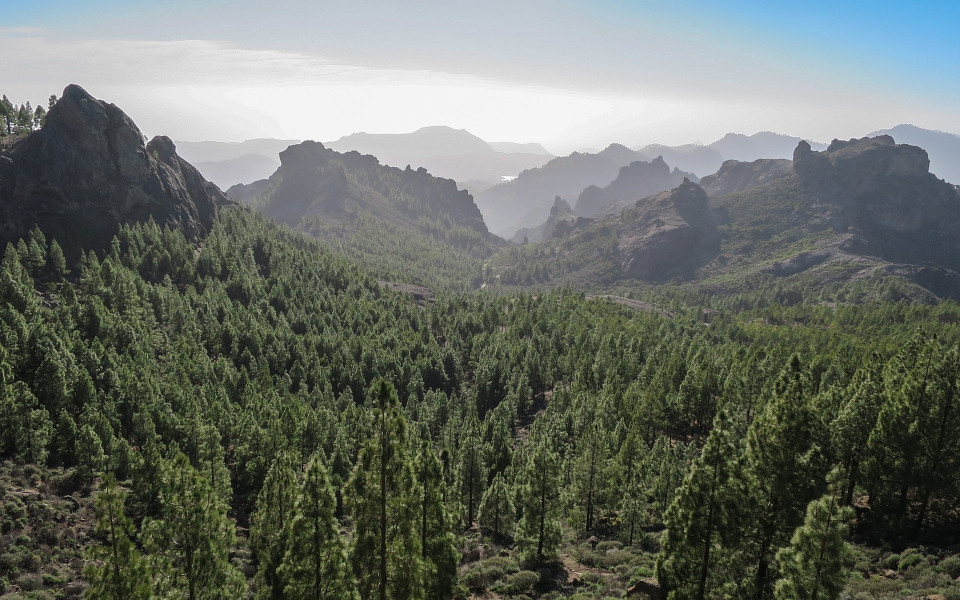Waldlandschaft auf Gran Canaria