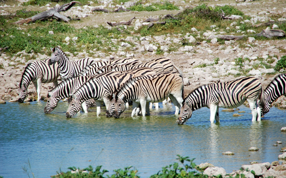 Etosha-Nationalpark