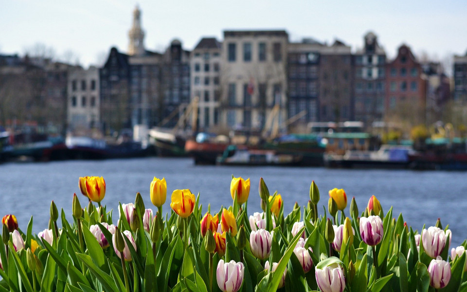 Tulpenmeer vor Amsterdam