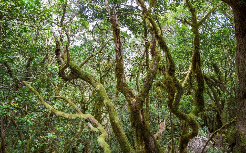 Waldlandschaft auf La Gomera 