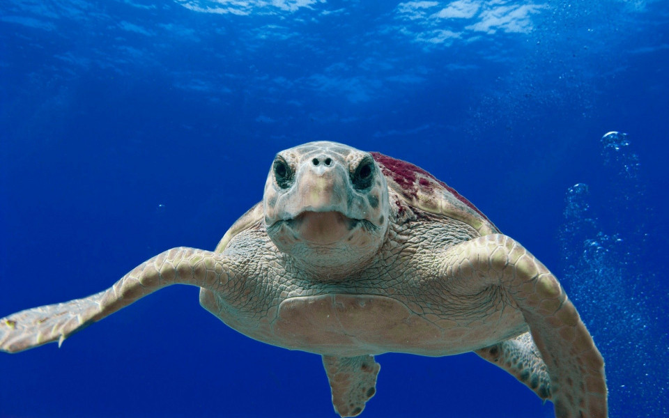 Schildkröte schwimmt im blauen Meer