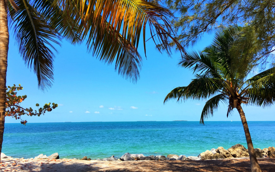 Strand von Florida mit Palmen