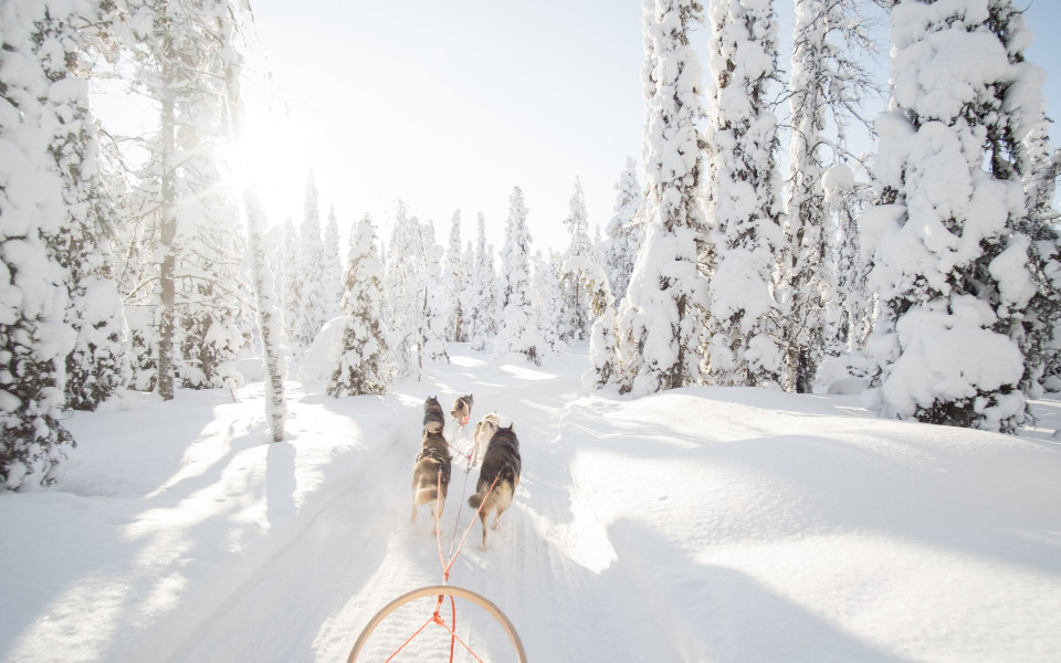 Hundeschlittenfahrt im Schnee im finnischen Lappland