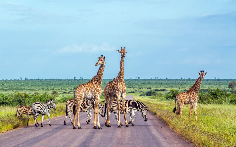 Safari in Südafrika mit Zebras und Giraffen