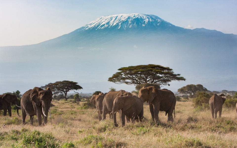 Safari in Kenia mit Elefanten