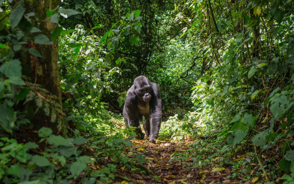Safari in Uganda mit Gorillas im Urwald
