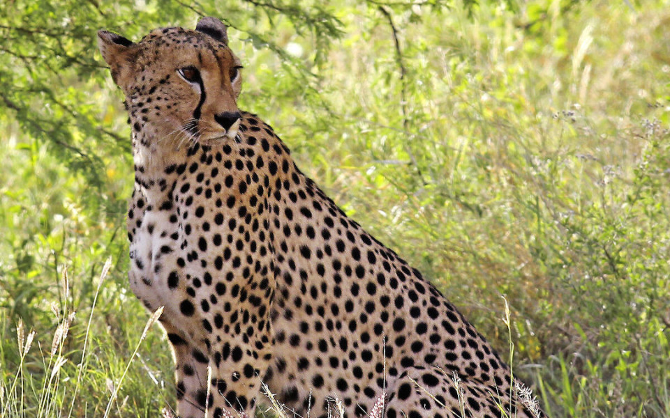 Safari-in-Afrika-mit-Leoparden