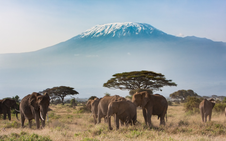 Safari in Afrika mit Elefanten