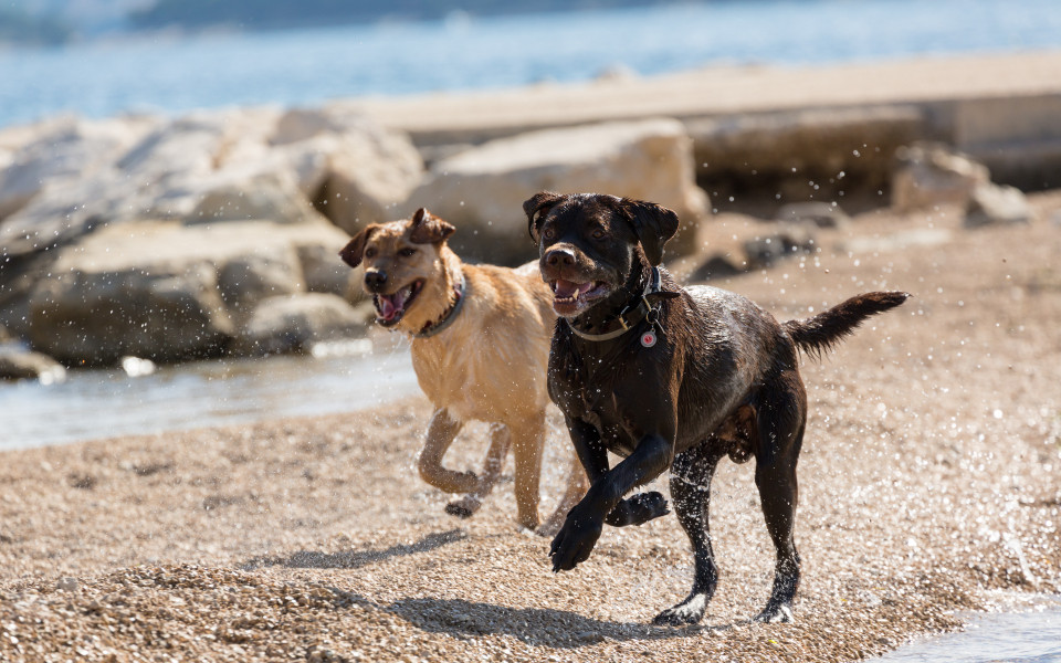 Hunde toben am Strand von Kroatien