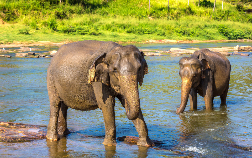 Elefanten-Sri-Lanka