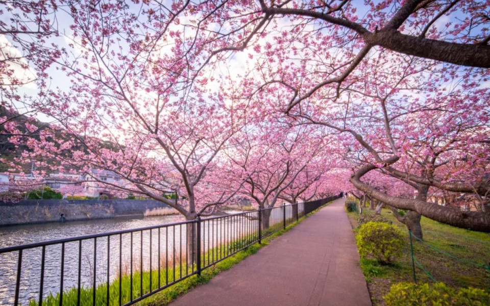 Japanische Kirschblüte im April