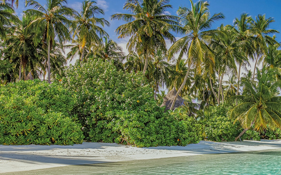 Ihr Traumurlaub auf Mauritius oder den Malediven