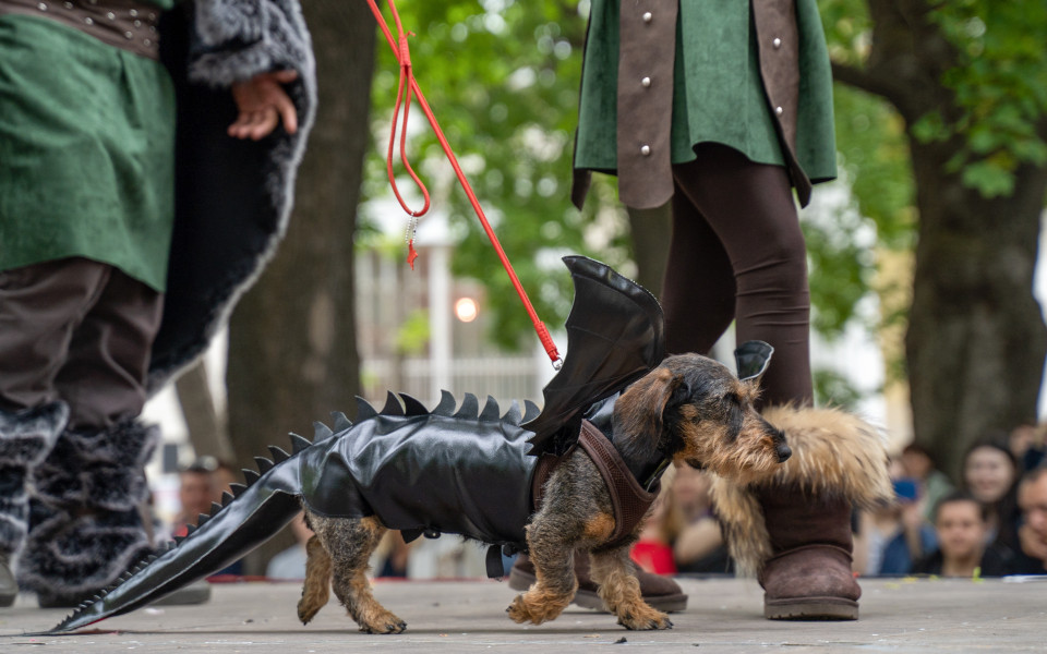 Ein Dackel als Drache kostümiert auf der Halloween Dog Parade in New York City