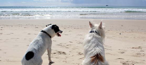 strand-hund